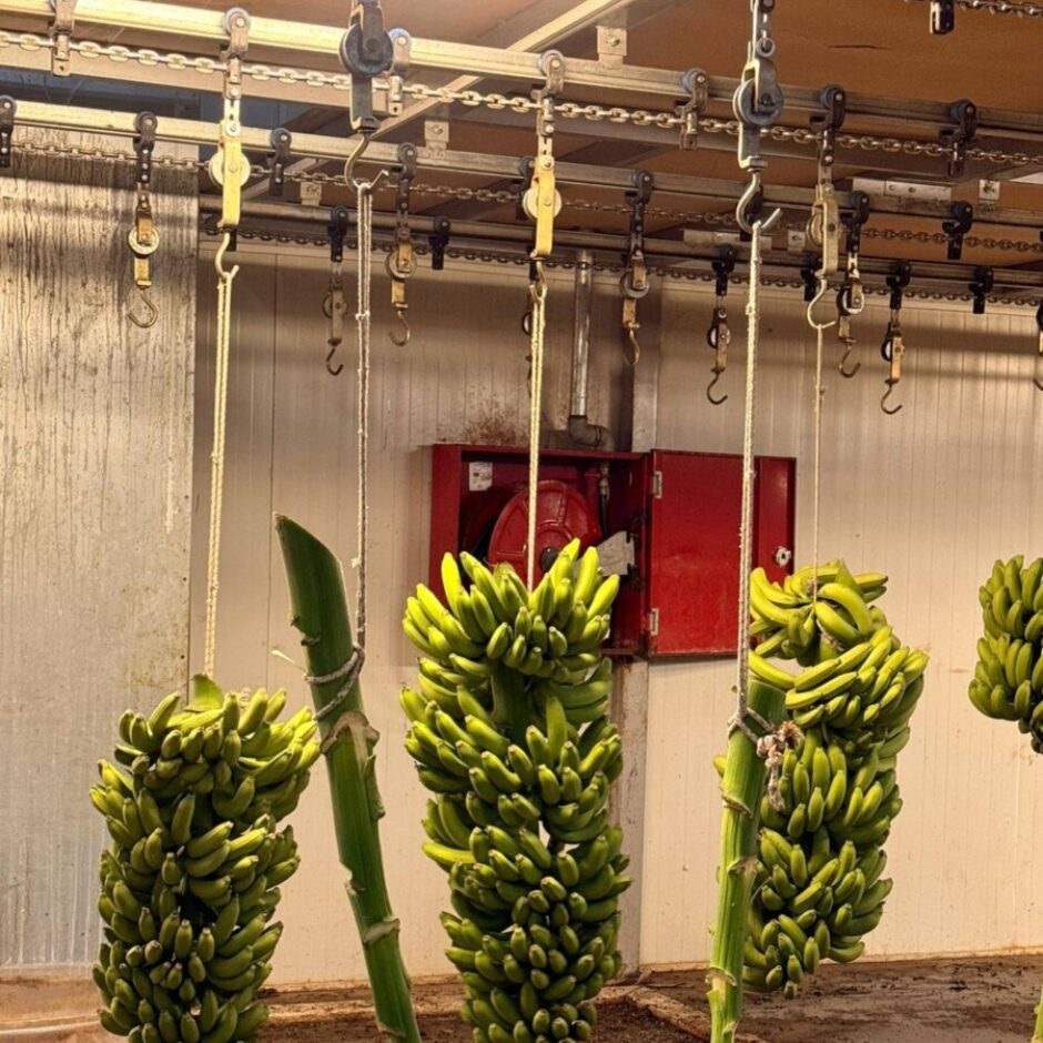 Vairāki lieli zaļu banānu ķekari karājas no virs griestiem piestiprinātas konveijera sistēmas ar virvēm un āķiem.